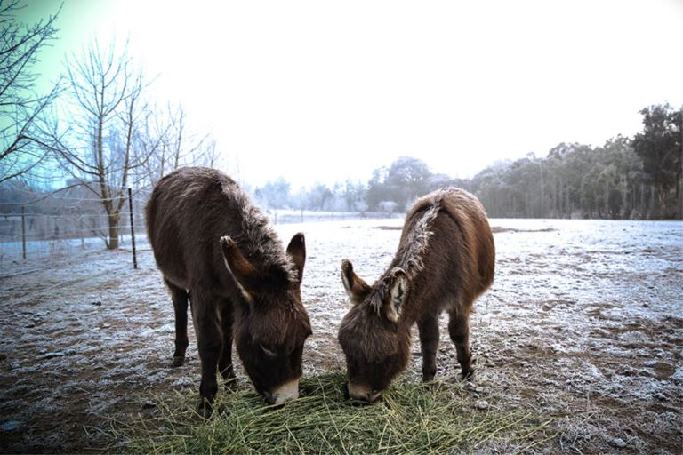 Donkeys